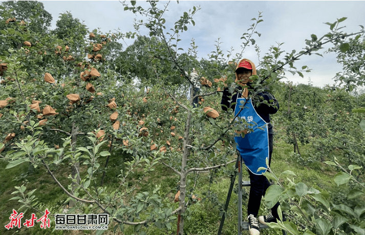 包含苹果套袋后管理培训会新闻的词条-第2张图片-太平洋在线下载