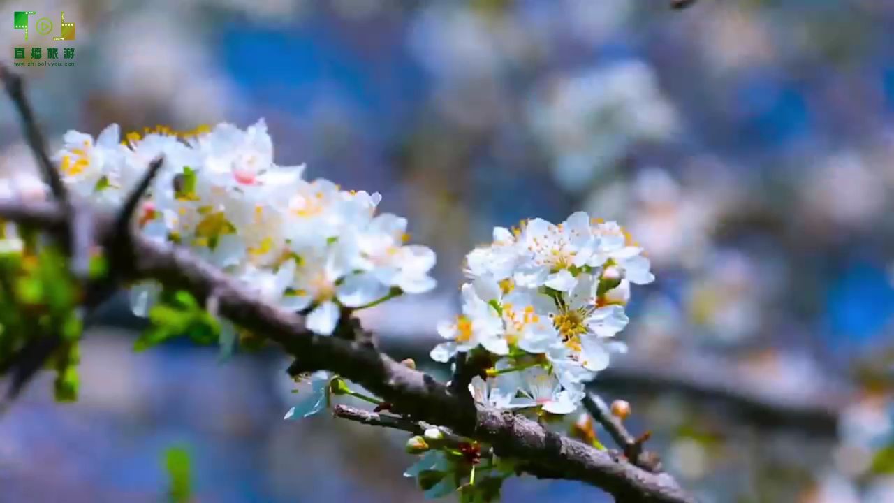 苹果版杏花直播杏花直播有病毒吗?-第2张图片-太平洋在线下载