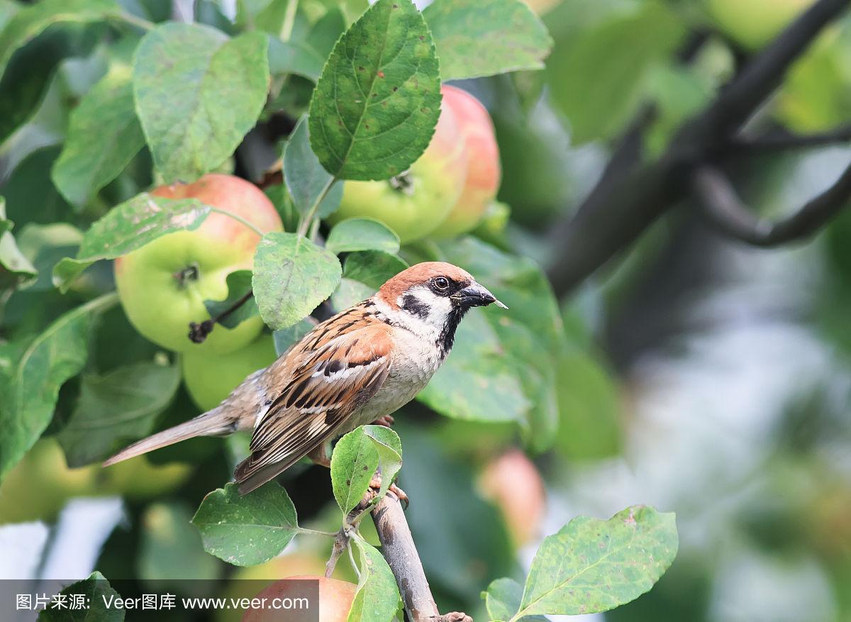 苹果版麻雀雀魂麻将苹果版下载