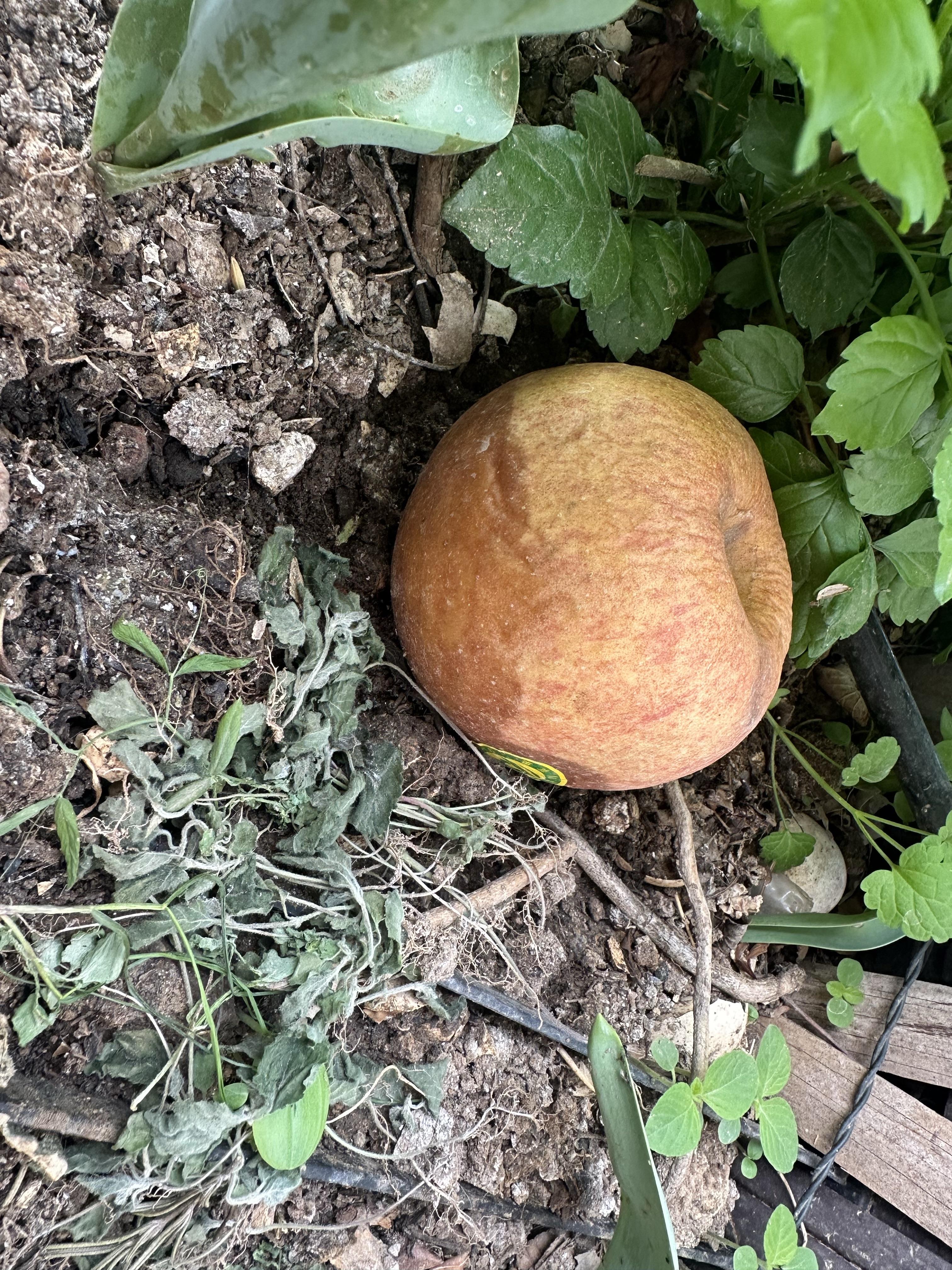 日语版的坏苹果(坏苹果中文版填词翻唱)-第6张图片-有道翻译官网 日语版的坏苹果(坏苹果中文版填词翻唱)-第6张图片-有道翻译官网