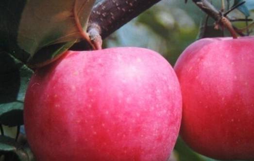 推荐个有颜色的直播苹果版:经常吃点苹果，7个好处轻松到手，爱吃的朋友深有体会！