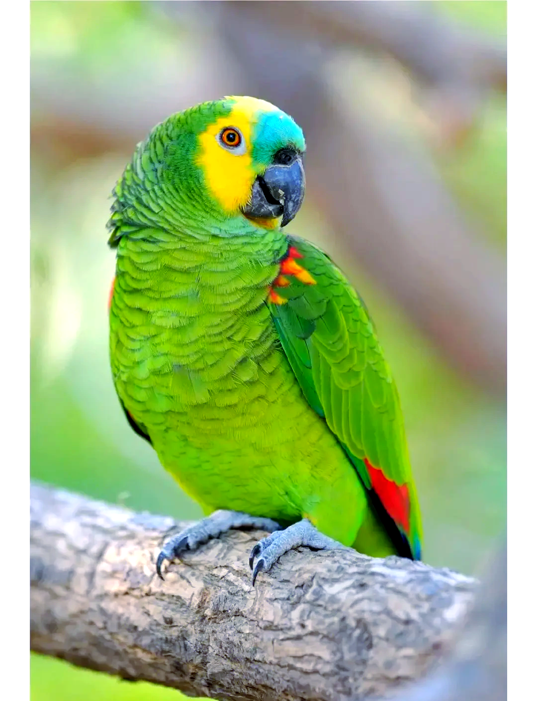 手机铃声苹果鹦鹉版(手机铃声苹果鹦鹉版下载安装)-第1张图片-有道翻译官网